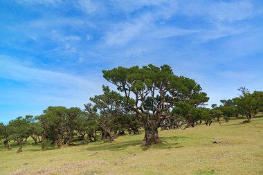 Madeira güzel sedir