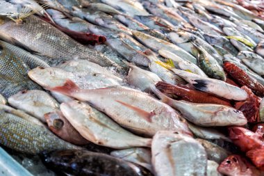 Hurghada balık pazarında