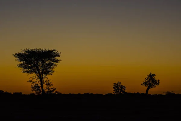 Árvore no deserto — Fotografia de Stock