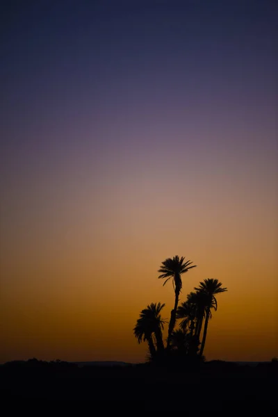 Árvore no deserto — Fotografia de Stock