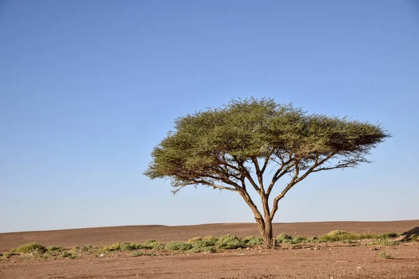 Tree in desert — Stock Photo, Image