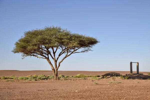 Tree in desert — Stock Photo, Image