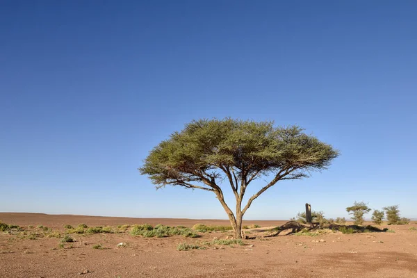 Tree in desert — Stock Photo, Image