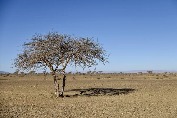 Drzewo na pustyni — Zdjęcie stockowe