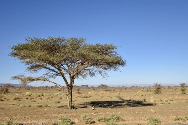 Tree in desert — Stock Photo, Image