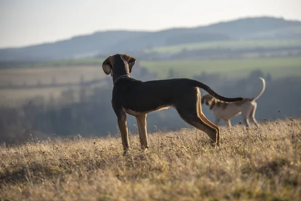 Cachorro Perro Trineo Europeo Ideal Para Mushing — Foto de Stock