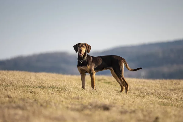Pentu Euroopan Kelkka Koira Suuri Muussaus — kuvapankkivalokuva