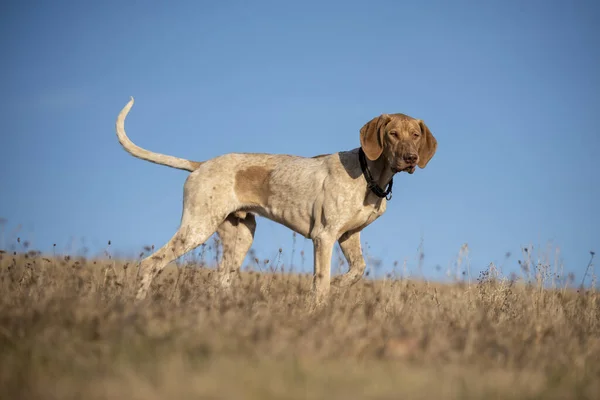 Cachorro Perro Trineo Europeo Ideal Para Mushing — Foto de Stock