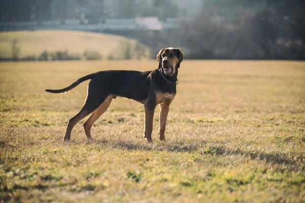 Pentu Euroopan Kelkka Koira Suuri Muussaus — kuvapankkivalokuva
