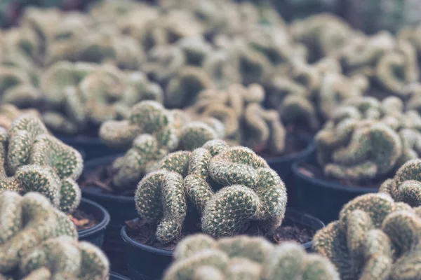 Tiny Gymnocalycium Cactus Shape Snake Pattern Plant Small Plastic Pot — Stock Photo, Image