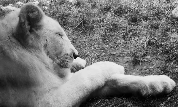 Portrait of a white lion sleeping on the earth in black and white