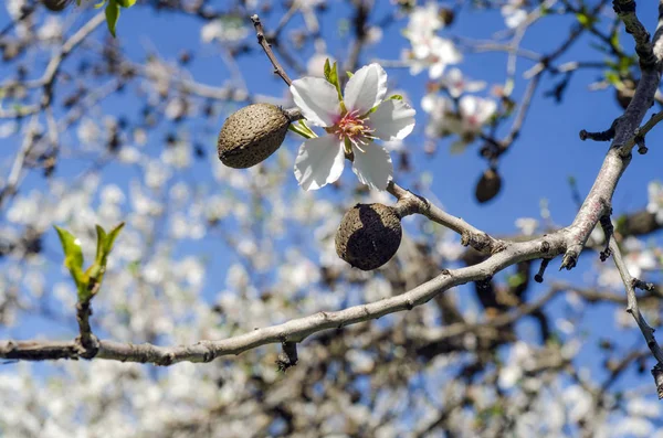 Nahaufnahme des Zweiges eines Mandelbaums in voller Blüte und Nüsse — Stockfoto