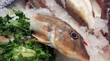 Kızıl Kırlangıç Balık Market yakın çekim. Balık üzerinde odaklanmak