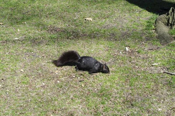 Squirrel on the grass — Stock Photo, Image