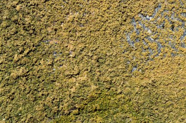 Eski kaplama duvar macun makro doku arka plan