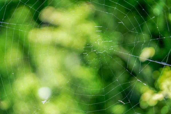 Cobweb pe un tufiș în pădure fotografie macro — Fotografie, imagine de stoc