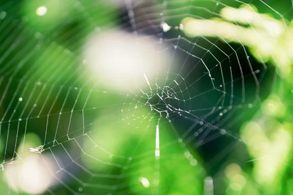 Cobweb pe un tufiș în pădure fotografie macro — Fotografie, imagine de stoc