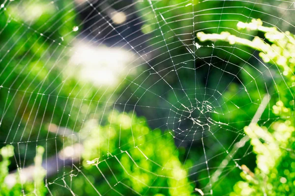 Cobweb pe un tufiș în pădure fotografie macro — Fotografie, imagine de stoc