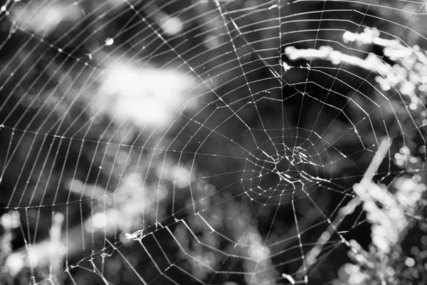 Cobweb pe un tufiș în pădure macro fotografie alb-negru — Fotografie, imagine de stoc