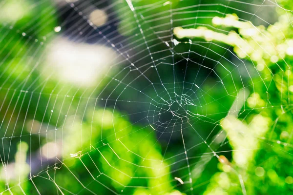 Cobweb pe un tufiș în pădure fotografie macro — Fotografie, imagine de stoc