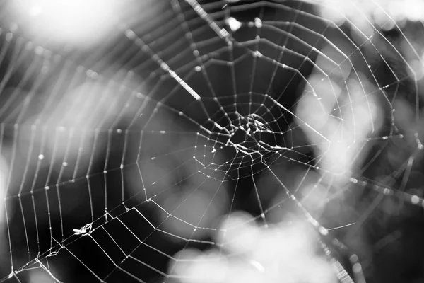 Cobweb en un arbusto en el bosque macro foto blanco y negro — Foto de Stock