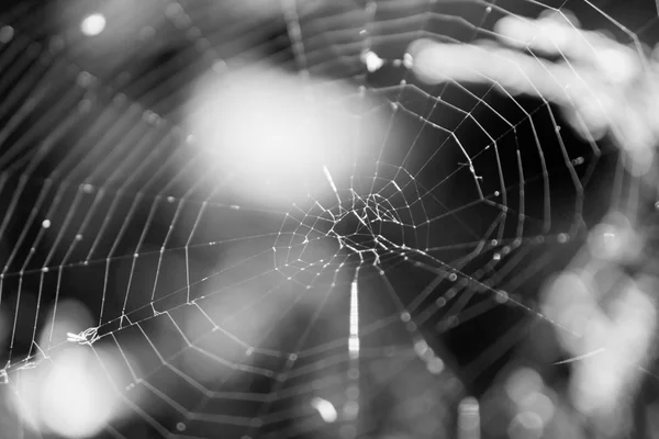 Cobweb em um arbusto na foto macro floresta preto e branco — Fotografia de Stock