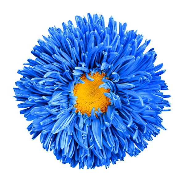 Bleu aster fleur avec coeur jaune macro photographie isolé sur blanc — Photo