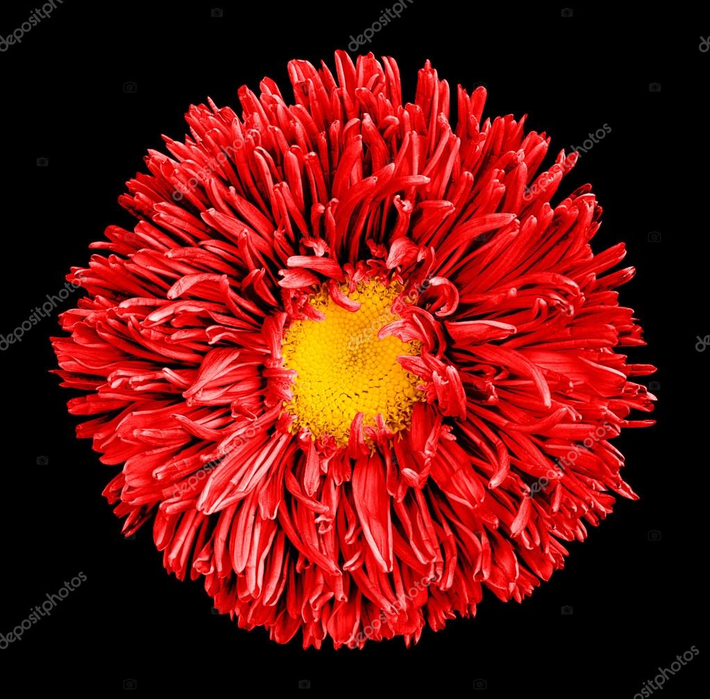 Fleur Aster Rouge Avec Coeur Jaune Macro Photographie Isolée