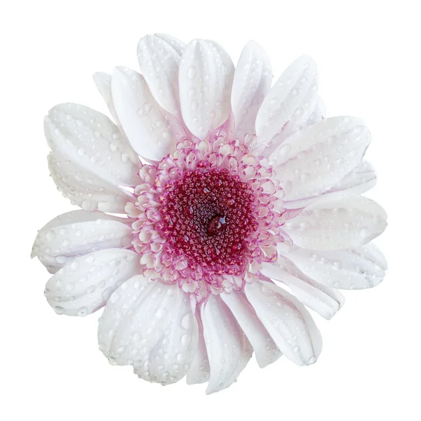 Branco e rosa crisântemo flor macro isolado no branco — Fotografia de Stock