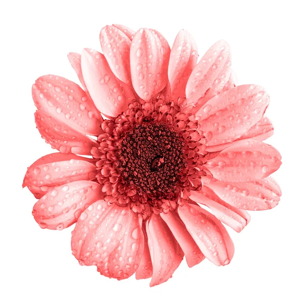 白で隔離赤い菊の花マクロ — ストック写真