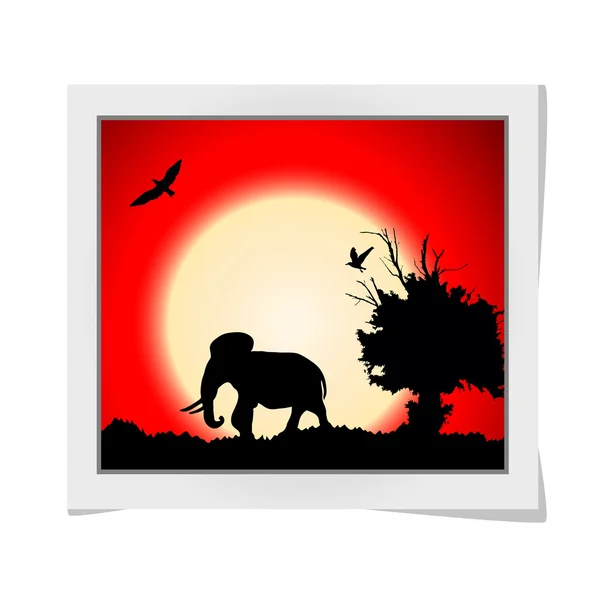 古い木、鳥と象のジャングルの中で赤い夕焼けのフォト フレームです。ベクトルの背景 — ストックベクタ