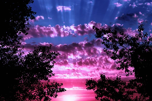 Силует листя дерева на фіолетовому хмарному фоні заходу сонця — стокове фото