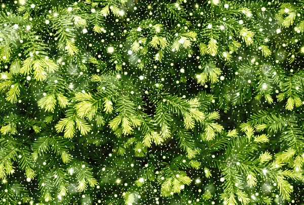 Junge Triebe der Kiefer Hintergrund Textur mit glänzenden Schneefall — Stockfoto
