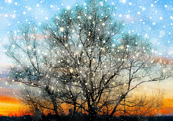 Σιλουέτα του ένα μεγάλο παλιό δέντρο στο όμορφο χρυσό φόντο ηλιοβασίλεμα με λαμπερά χιονόπτωση — Φωτογραφία Αρχείου