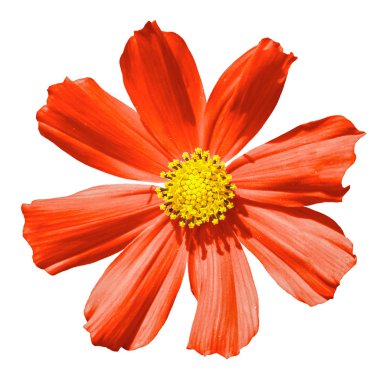 Beyaz izole kırmızı Primula çiçek makro