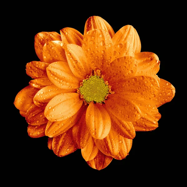 Сюрреалистический темно-хром оранжевый цветок герберы, выделенный на чёрном — стоковое фото