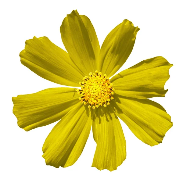 白で隔離黄色のプリムラ花マクロ — ストック写真