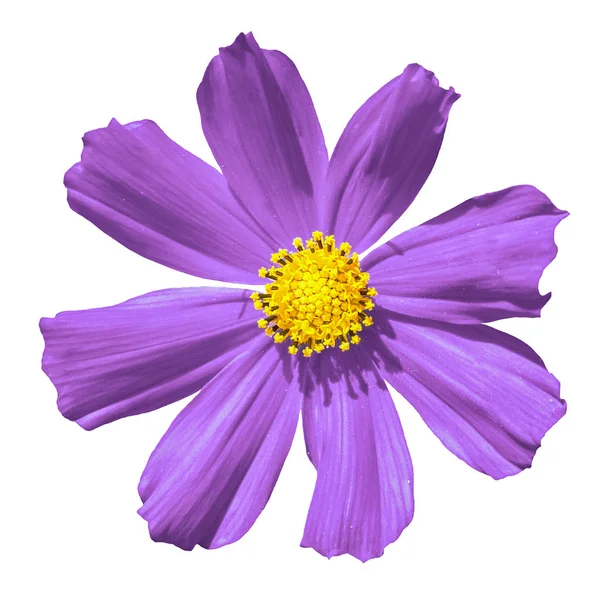 Flor de Primula Violeta macro aislada en blanco — Foto de Stock
