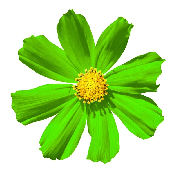 Grüne Primeln Blume Makro isoliert auf weiß — Stockfoto