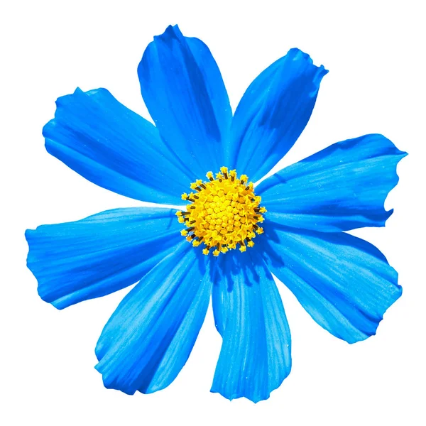Синий макрос цветка Primula изолирован на белом — стоковое фото