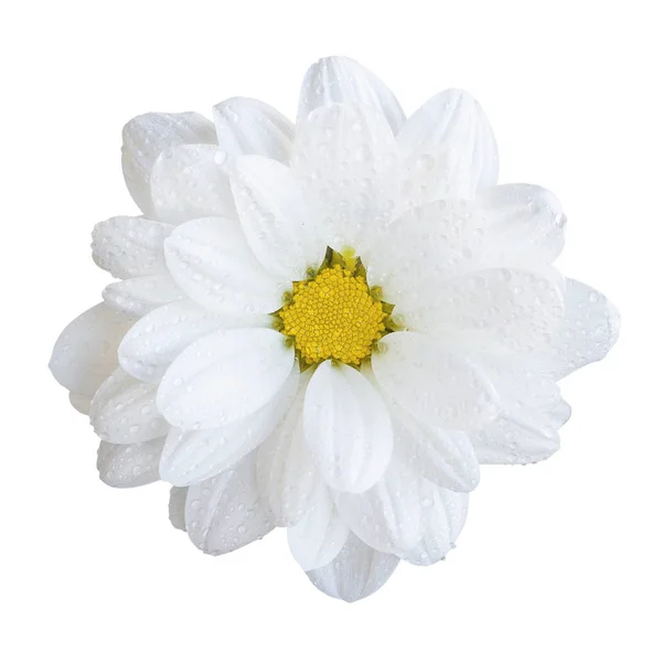 Naturalne przetargu gerbera biały kwiat makro na białym tle — Zdjęcie stockowe