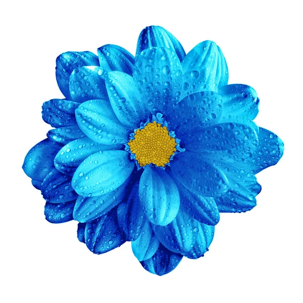 Surréaliste bleu chrome foncé gerbera fleur macro isolé sur blanc — Photo