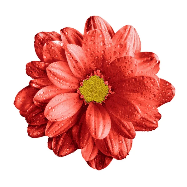 Gerbera surrealistyczne ciemny chrom czerwony kwiat makro na białym tle — Zdjęcie stockowe