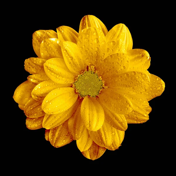 Сюрреалистический темно-желтый макрос цветка герберы, изолированный на чёрном — стоковое фото