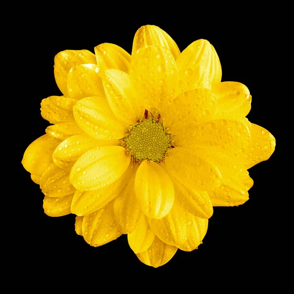 Tender natural yellow gerbera flower macro isolated on black — Stock Photo, Image