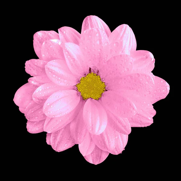 Przetargowej naturalne gerbera różowy kwiat makro na białym na czarnym tle — Zdjęcie stockowe