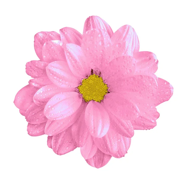 Macio rosa natural gerbera flor macro isolado no branco — Fotografia de Stock