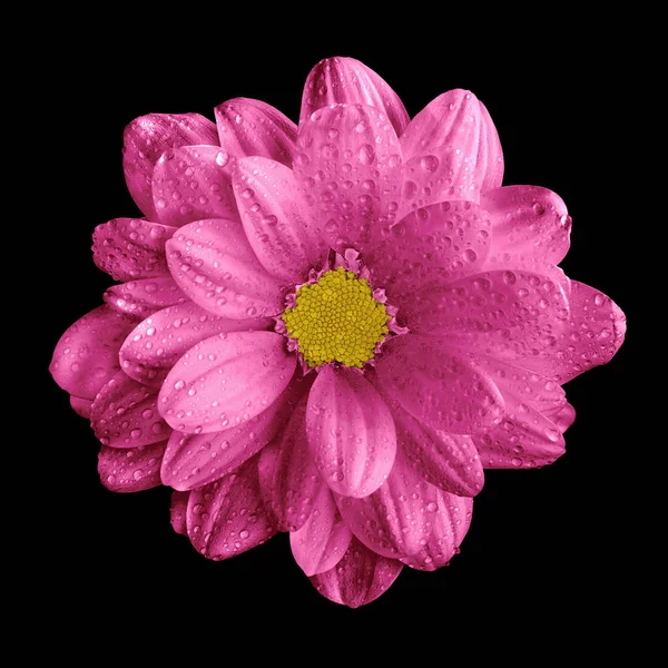 Сюрреалистический темно-розовый макрос цветка герберы, изолированный на черном — стоковое фото