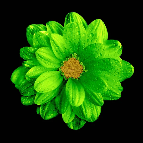 Siyah izole gerçeküstü karanlık chrome yeşil gerbera çiçek makro — Stok fotoğraf