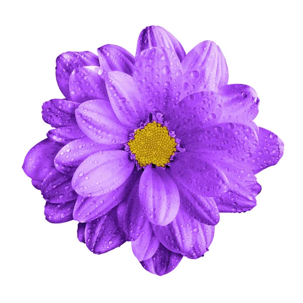 Сюрреалистический темно-фиолетовый цветок герберы, выделенный на белом — стоковое фото